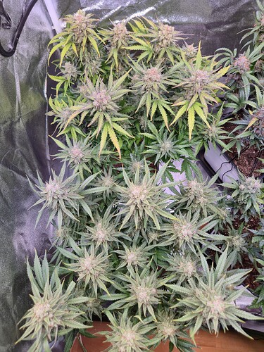 Growreport Bild 38