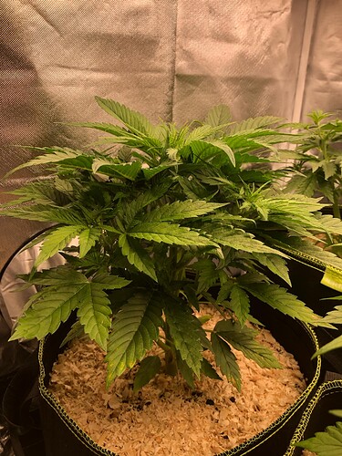 Growreport Bild 4