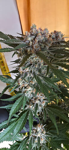 Growreport Bild 44