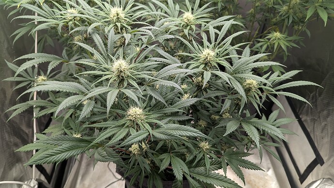 Growreport Bild 5