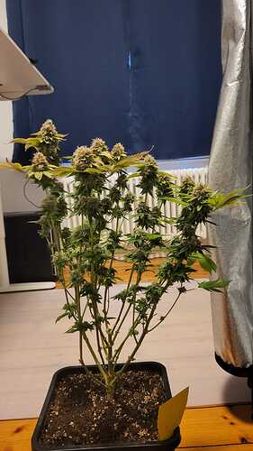 Growreport Bild 28