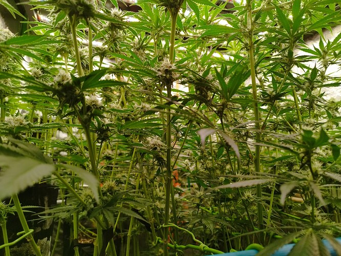 Viele Cannabis-Pflanzen in der Blütephase, dicht beieinander stehend, mit sichtbaren Blütenansätzen und grünen Blättern.