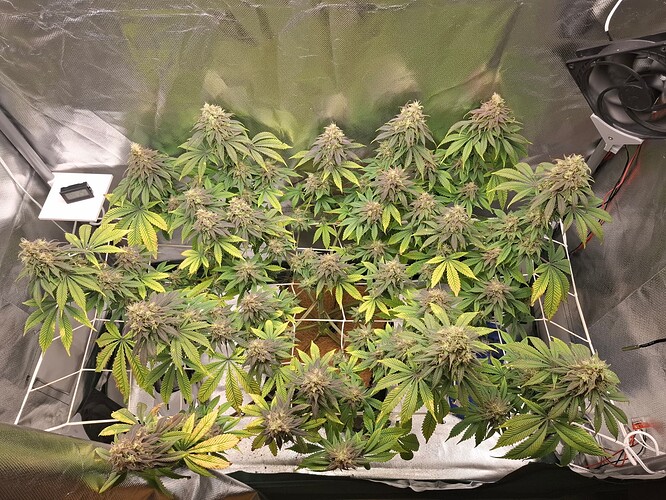 Growreport Bild 1