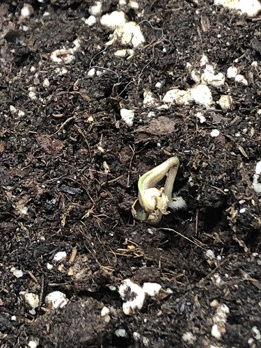 Growreport Bild 21