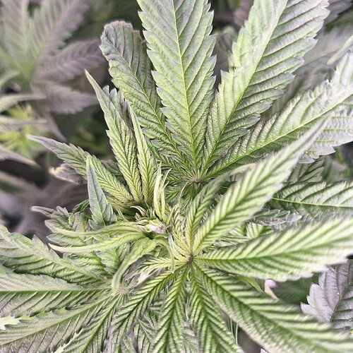 Nahaufnahme einer jungen Cannabis-Pflanze mit breiten, gezackten Blättern, die sich nach oben krümmen. Die Pflanze zeigt Anzeichen von neuem Wachstum im Zentrum.