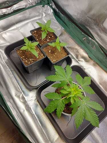 WhatsApp Image 2024-05-06 at 18.14.09