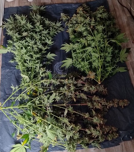 Growreport Bild 9