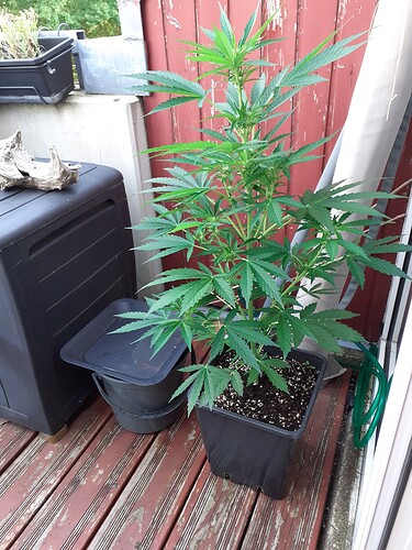 Growreport Bild 50