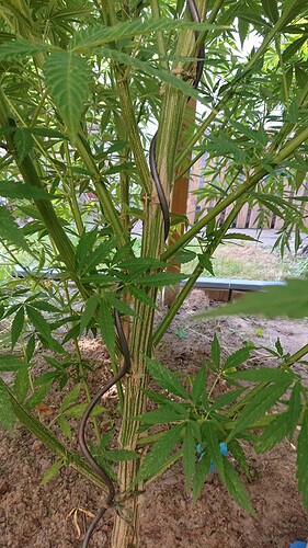 Growreport Bild 2