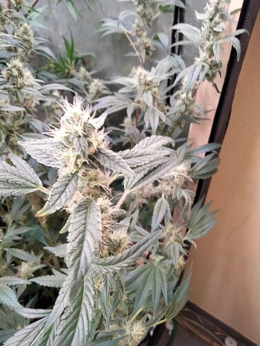 Growreport Bild 8