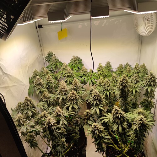 Growreport Bild 1