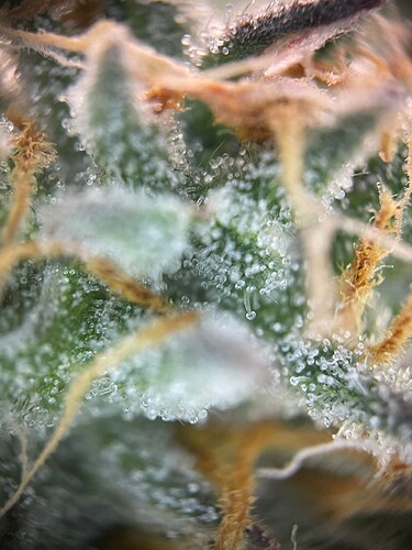 Growreport Bild 73