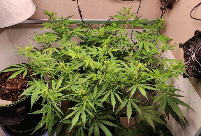 Growreport Bild 7