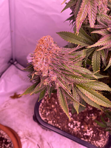 Growreport Bild 11