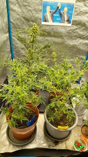 Growreport Bild 2