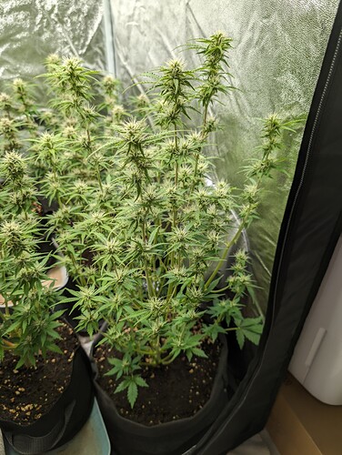Growreport Bild 13