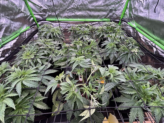 Growreport Bild 1