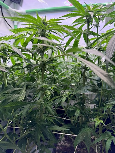 Growreport Bild 38
