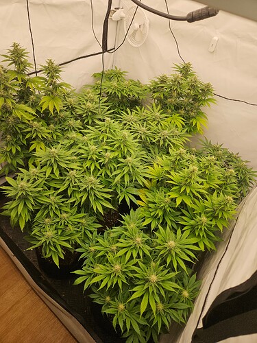 Growreport Bild 3