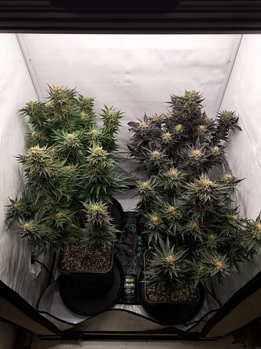Growreport Bild 20