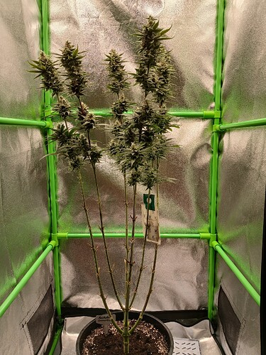 Growreport Bild 7