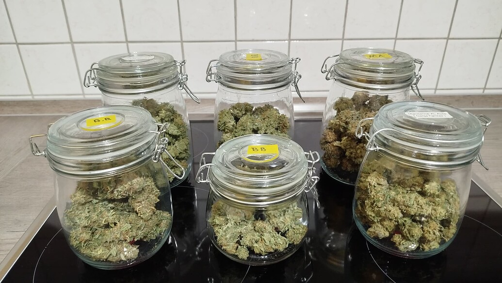 Cabron's Herbstgrow mit Mandarine XL Auto und Bruce Banner Auto (Grow 7)