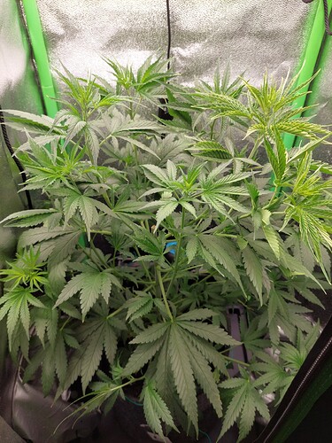 Growreport Bild 3