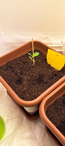 Ax4jZ5YsWZdZhPPfkxjb43MCKx52_img@1714151804960