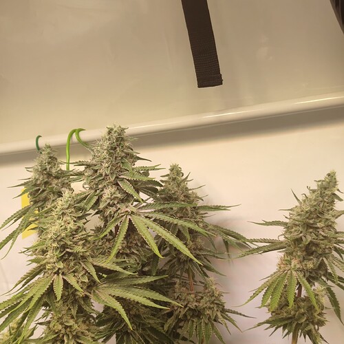 Growreport Bild 2