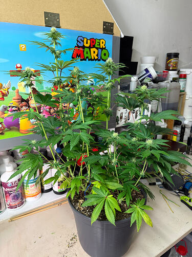 Growreport Bild 9