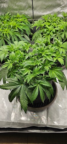 Growreport Bild 4