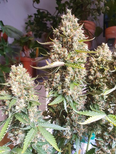 Growreport Bild 6