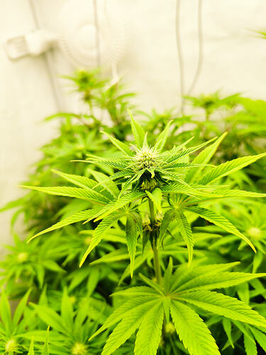 Growreport Bild 5