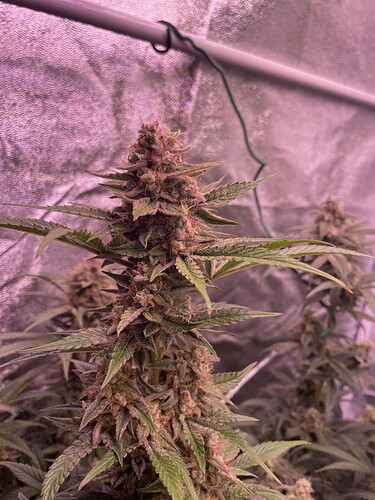 Growreport Bild 8