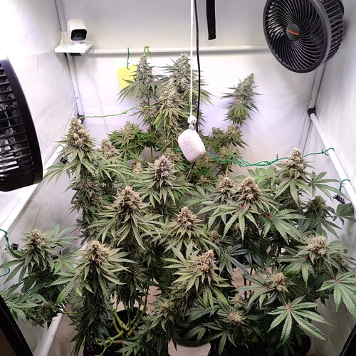 Growreport Bild 19