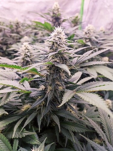 Growreport Bild 9