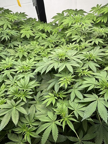 Growreport Bild 36