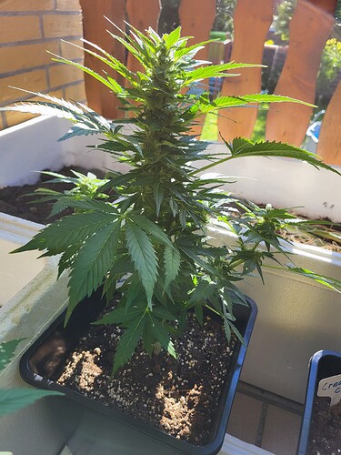 Growreport Bild 4