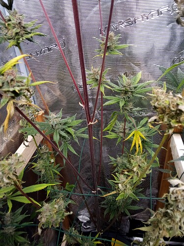 Growreport Bild 8
