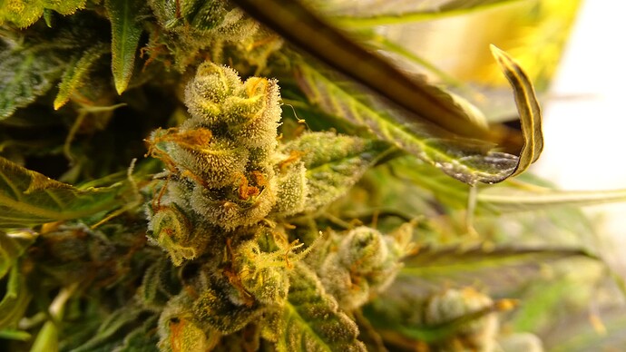 Growreport Bild 38
