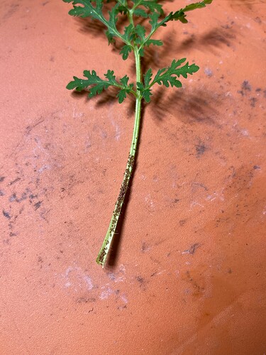 Growreport Bild 4
