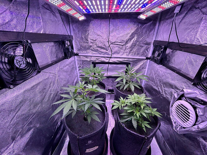 Vier junge Cannabispflanzen in Stofftöpfen in einem Growzelt unter LED-Beleuchtung.