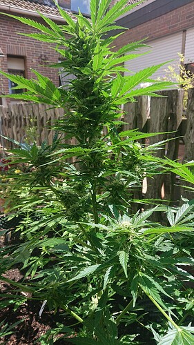 Growreport Bild 28