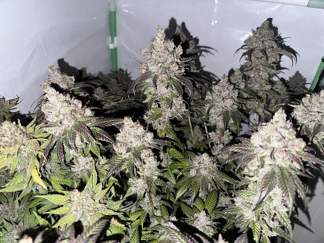Growreport Bild 35