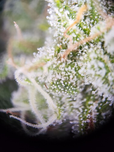 Growreport Bild 13