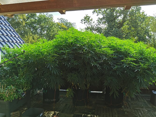 Growreport Bild 6
