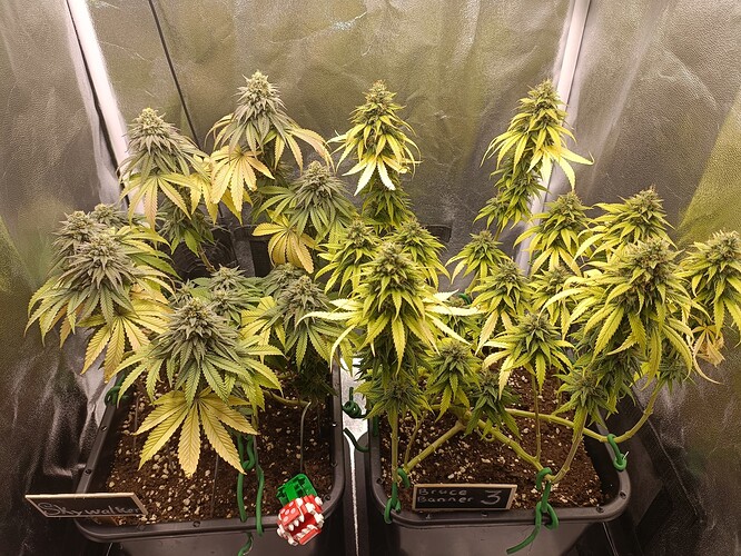 Growreport Bild 11