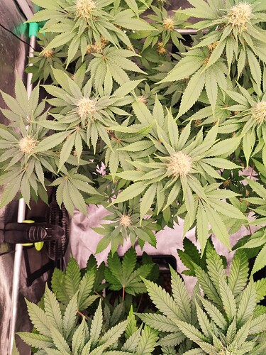 Growreport Bild 6