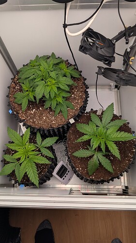 PXL_20250404_075209933.MP