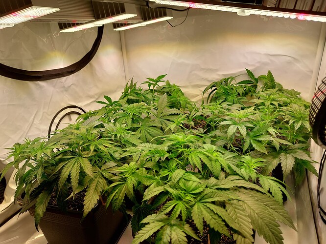 Growreport Bild 4